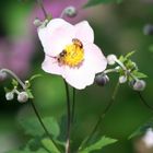 Sommer Anemone