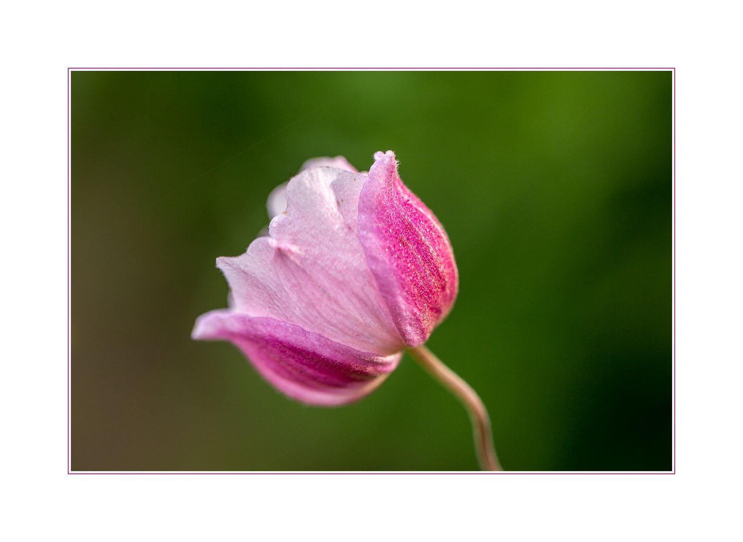 SOMMER Anemone - geht doch...