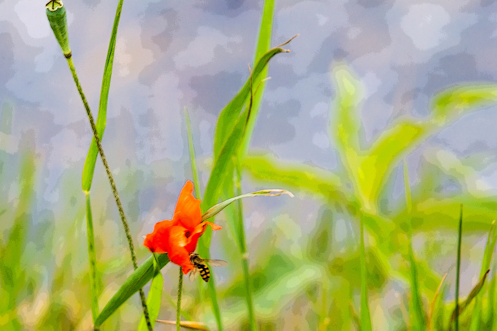 Sommer-Aquarell mit Mohnblume