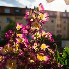 Sommer auf Balkonien