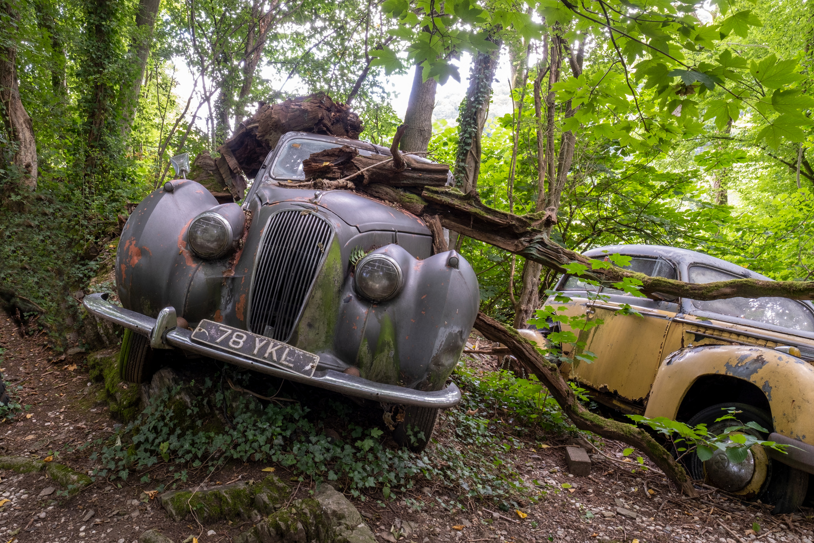 Sommer auf dem Autofriedhof