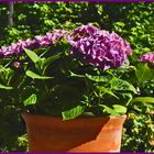 Sommer auf dem Balkon