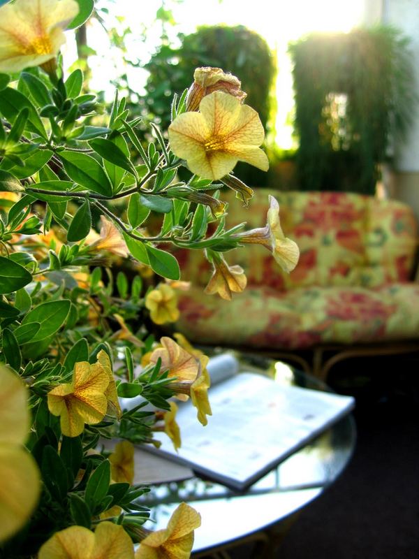 sommer auf dem balkon