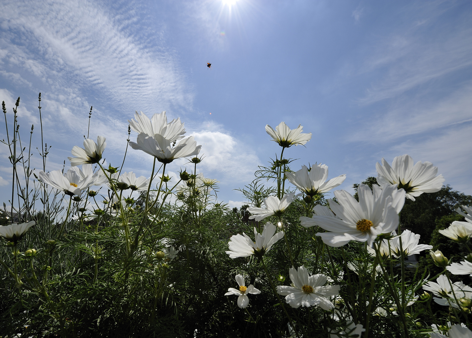 Sommer auf dem Balkon