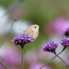 Sommer auf dem Blumenfeld...