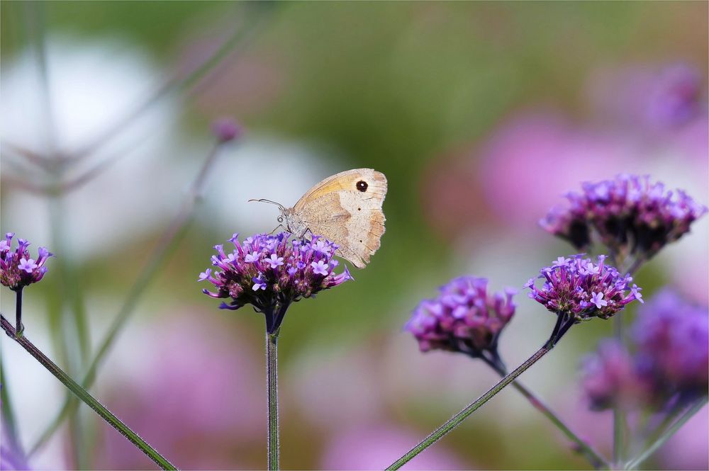 Sommer auf dem Blumenfeld...