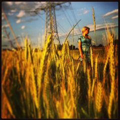 Sommer auf dem Feld