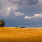 Sommer auf dem Feld