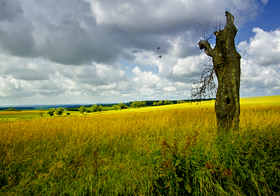 Sommer auf dem Feld