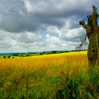 Sommer auf dem Feld