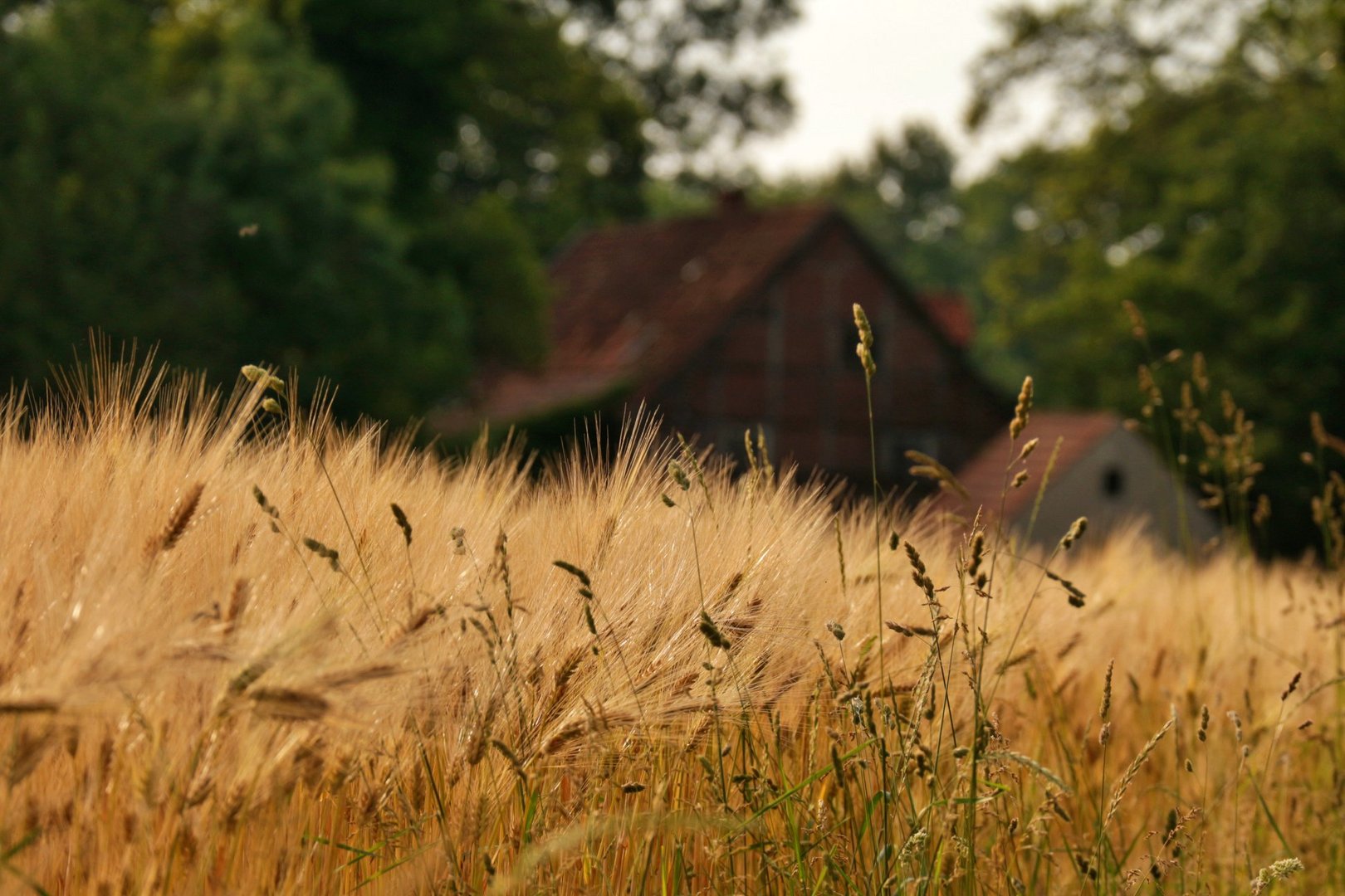 Sommer auf dem Land.