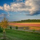 Sommer auf dem Land