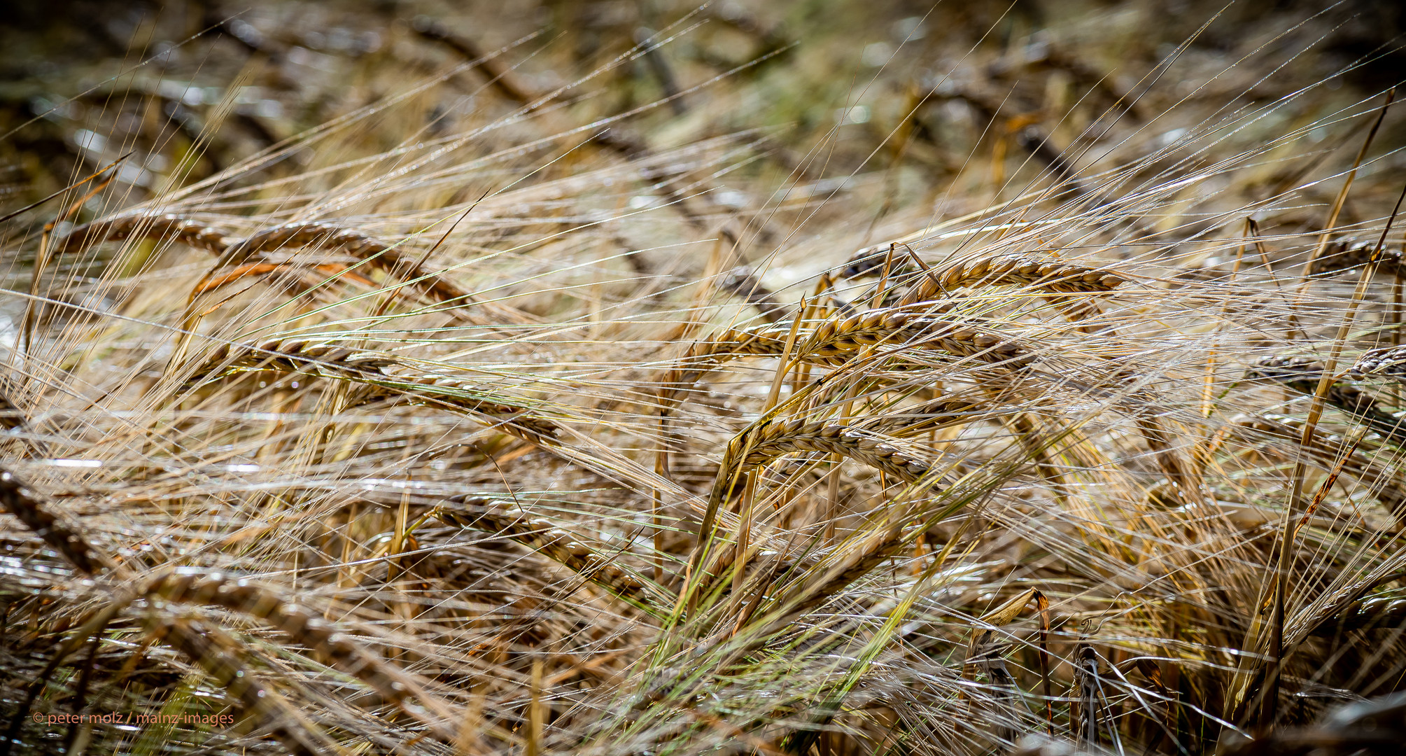 Sommer auf dem Land (4) - Gerste