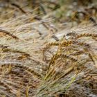 Sommer auf dem Land (4) - Gerste