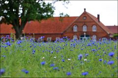 Sommer auf dem Land