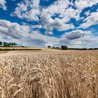 Sommer auf dem Land (6) - Weizenfeld