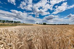 Sommer auf dem Land (6) - Weizenfeld