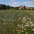 Sommer auf dem Land