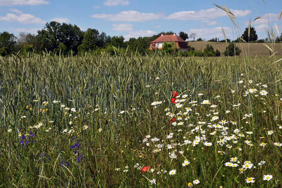 Sommer auf dem Land