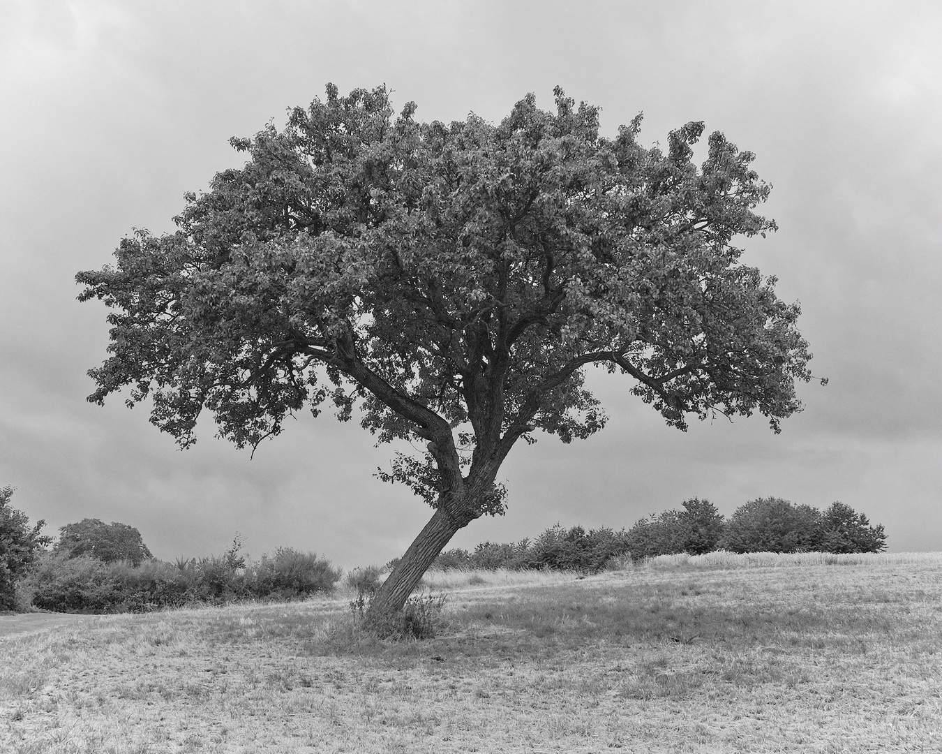 Sommer auf dem Land