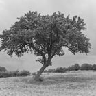 Sommer auf dem Land