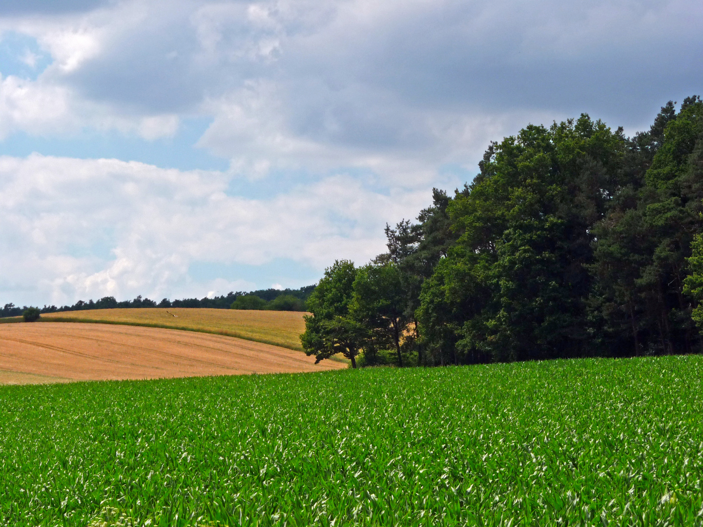 Sommer auf dem Land II