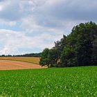 Sommer auf dem Land II