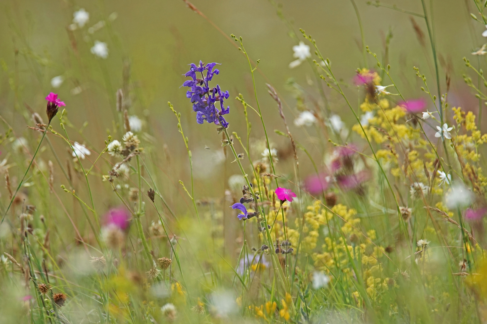 Sommer auf dem Trockenrasen