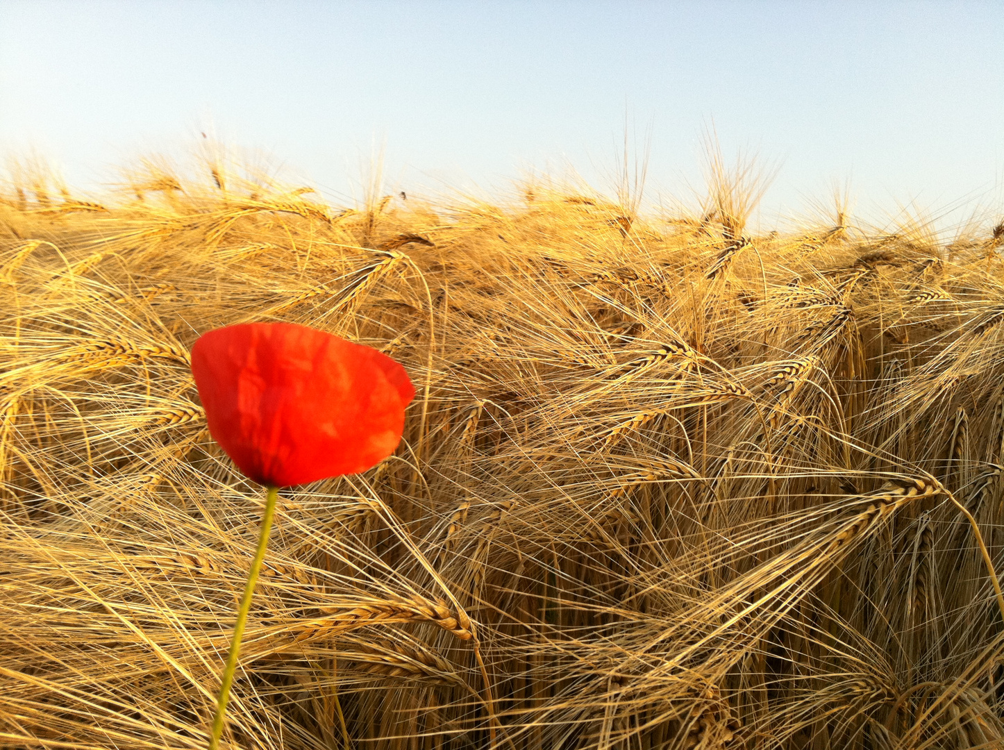 Sommer auf dem Weg nach Lünern