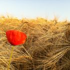 Sommer auf dem Weg nach Lünern