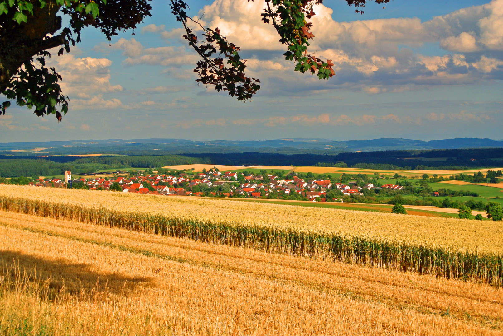 Sommer auf dem Witthoh