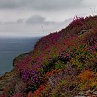 - Sommer auf den Clippen -