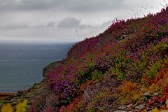 - Sommer auf den Clippen -