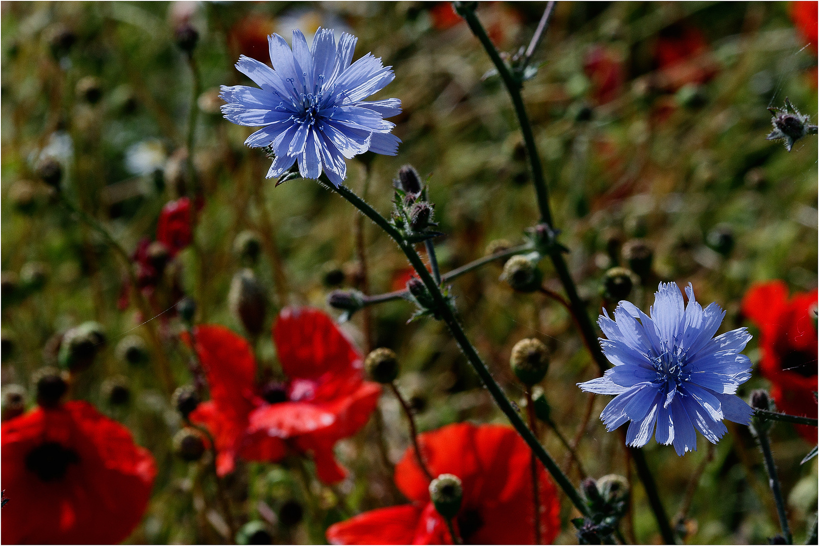 Sommer auf den dänischen Inseln