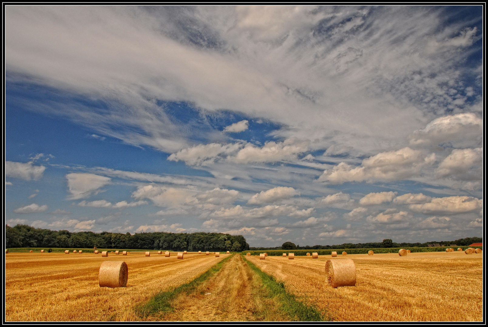 Sommer auf den Feldern