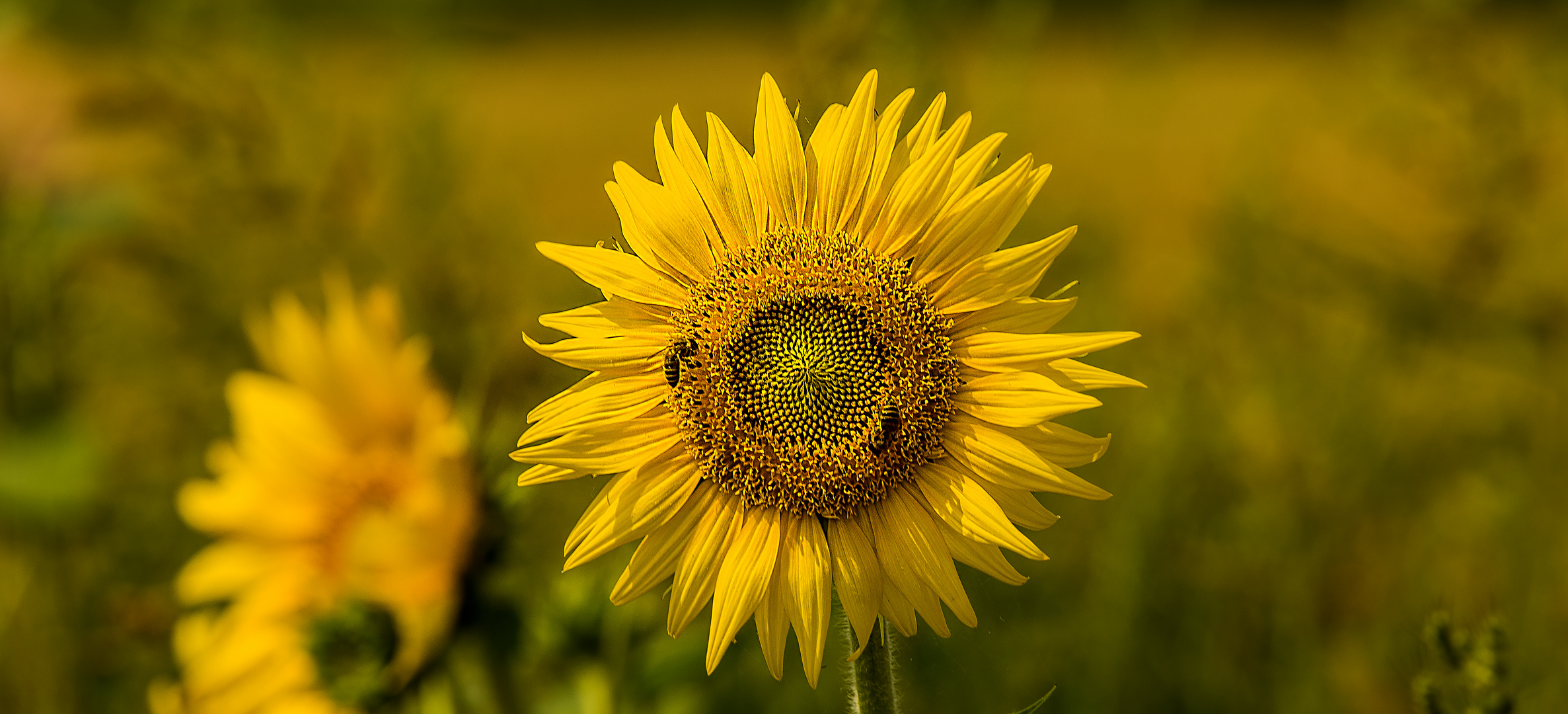 Sommer auf den Feldern