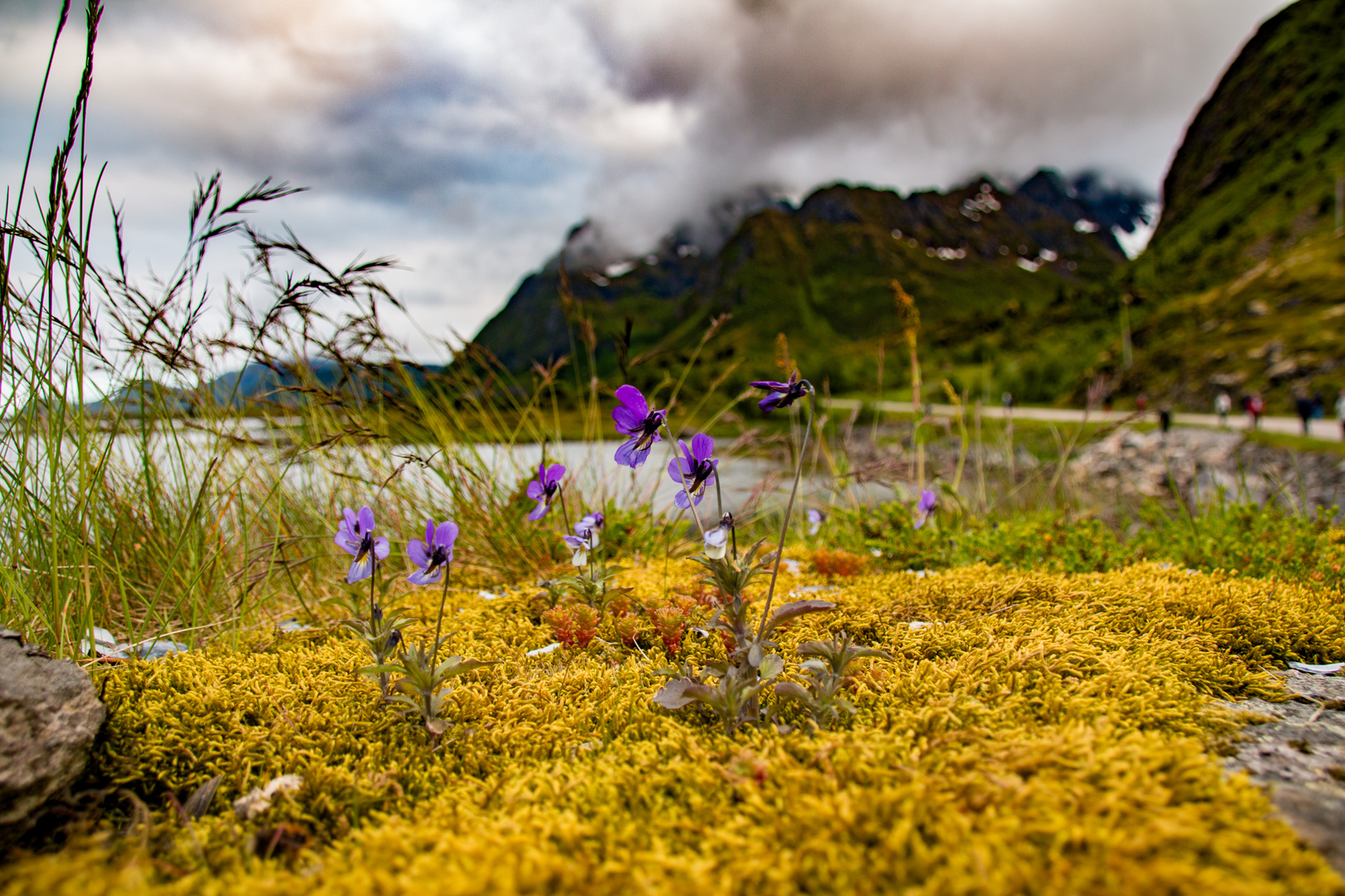 Sommer auf den Lofoten