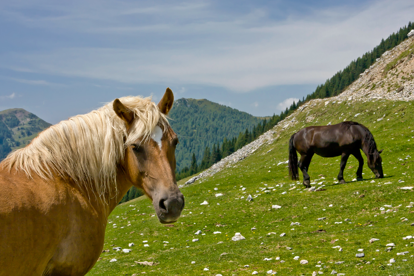 Sommer auf der Alm