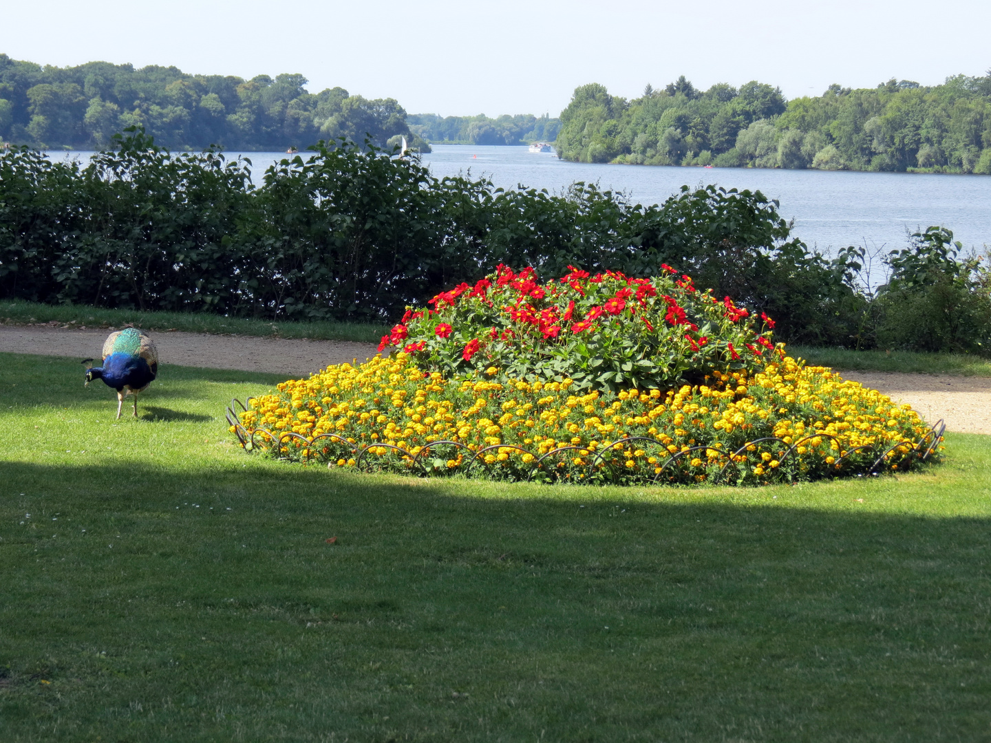 Sommer auf der Berliner Pfaueninsel