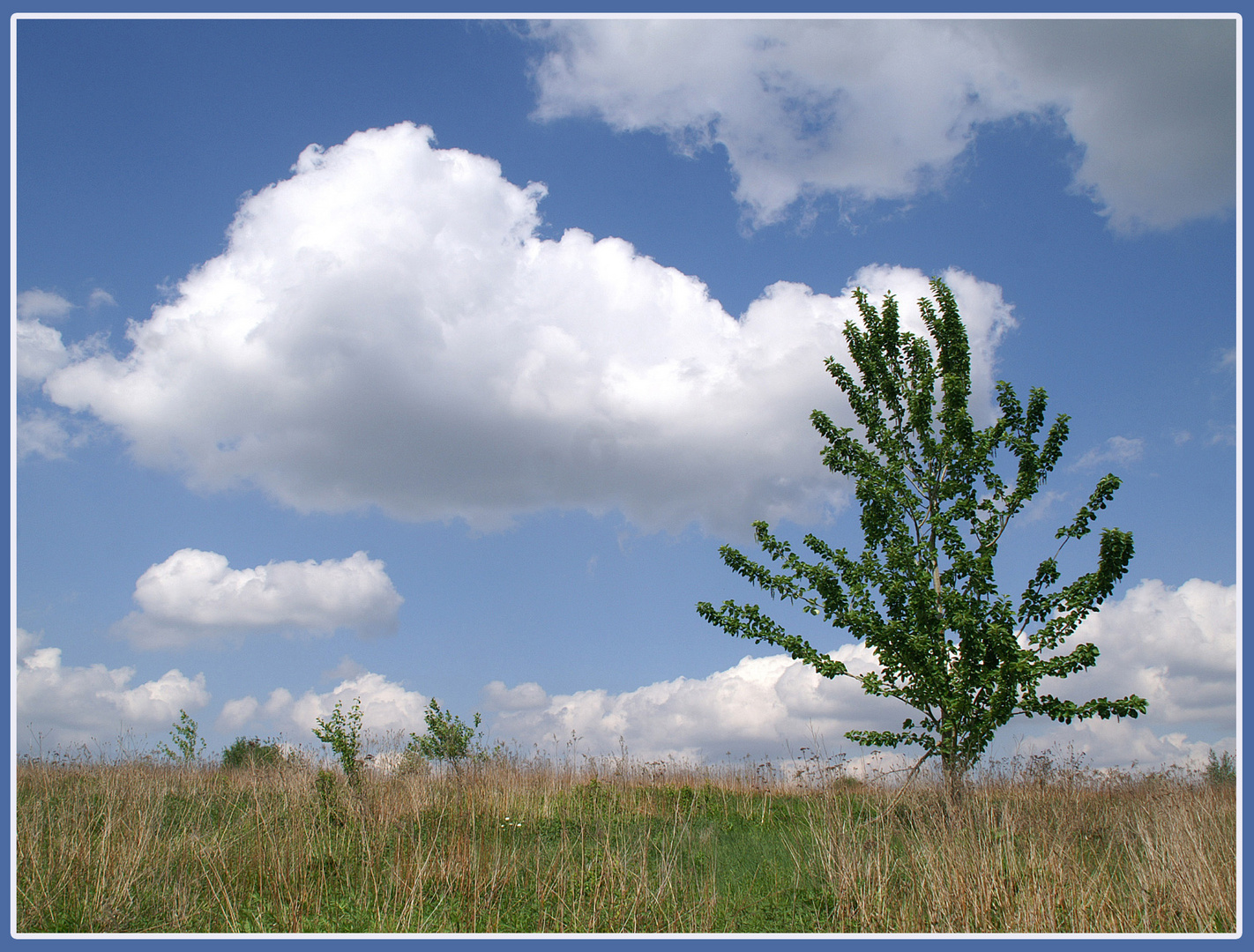 Sommer auf der Halde