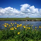 Sommer auf der Hallig Hooge