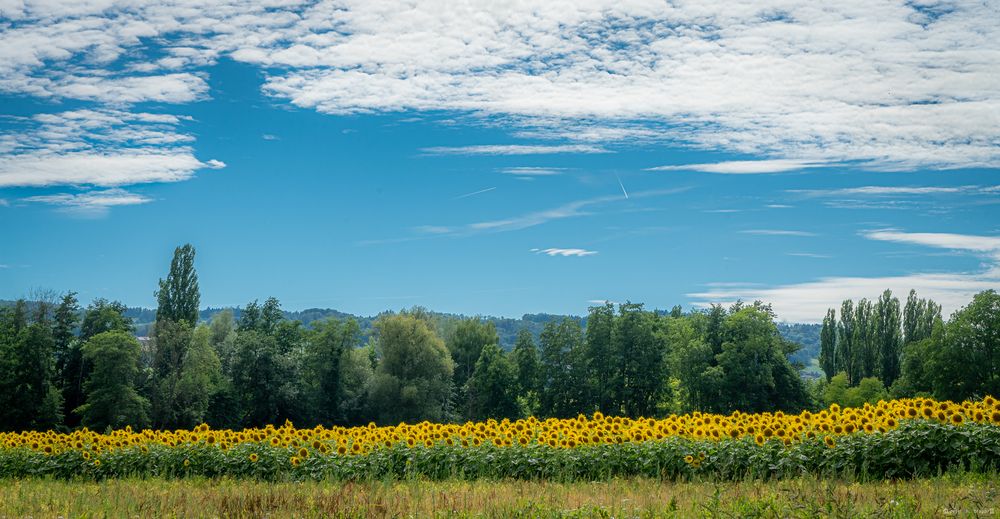 Sommer auf der Höri II