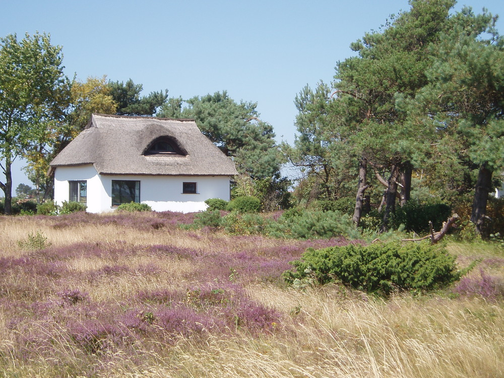 Sommer auf der Insel Hiddensee