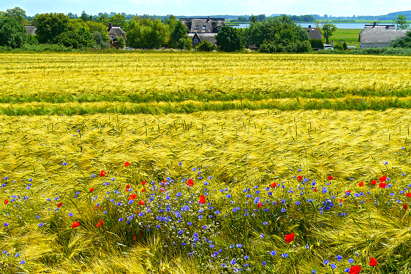 Sommer auf der Insel Rügen