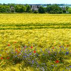 Sommer auf der Insel Rügen