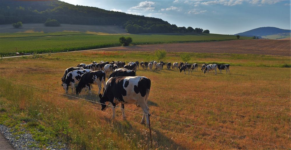 Sommer auf der Weide, wenig Futter (verano en el pasto, poca comida)