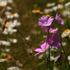 Sommer auf der Wiese