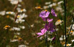 Sommer auf der Wiese