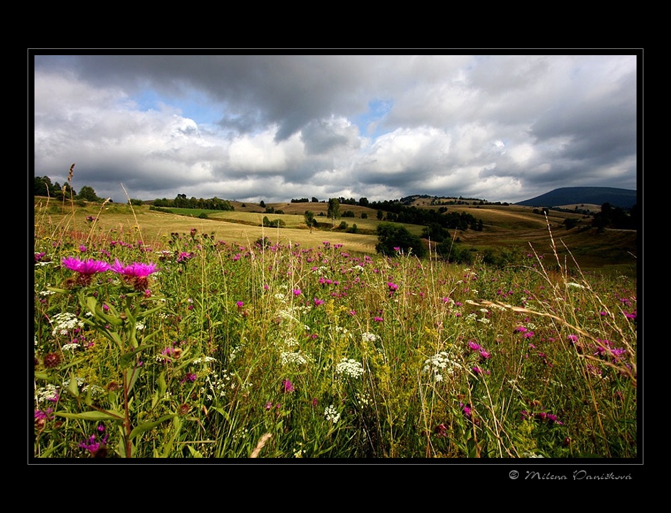 Sommer auf der Wiese