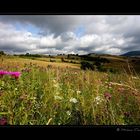 Sommer auf der Wiese